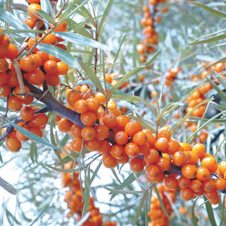 Sea Buckthorn Oil: Benefits for Mucous Membranes